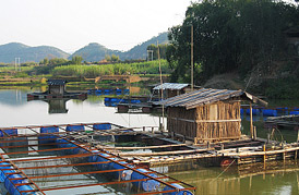 Qingdao: 2 million yellow fish cages will be able to swim stocking one year after listing