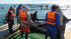 Marine cage aquaculture in Norway